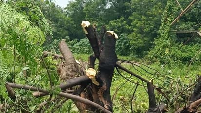 মাটির নিচে বিকট শব্দ-পুড়ছে গাছ, আতঙ্ক শিল্পশহর দুর্গাপুরে