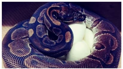 অবাক হয়ে গিলেন বিজ্ঞানীরা, পুরুষসঙ্গীর সঙ্গম ছাড়াই ডিম পাড়ল ৬২ বছরের বৃদ্ধা পাইথন