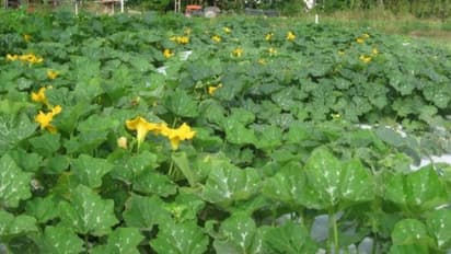 ശീതളപാനീയമല്ല ഈ സ്ക്വാഷ്; വെള്ളരി വര്ഗത്തില്പ്പെട്ട പച്ചക്കറിയാണ്