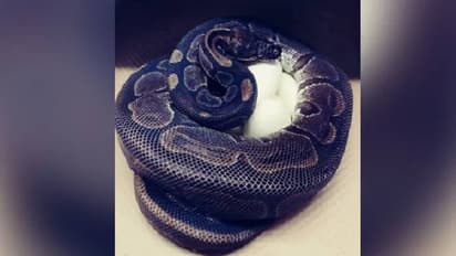 ഇണയില്ലാതെ 15 വര്ഷങ്ങള്; പക്ഷേ 62-ാം വയസില് പെരുമ്പാമ്പിട്ടത് ഏഴുമുട്ടകള്!