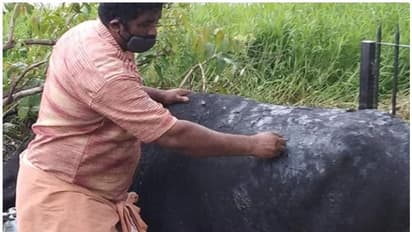 കുമരകത്ത് 9 മാസം ഗര്‍ഭിണിയായ എരുമയോട് ക്രൂരത; ശരീരം മുഴുവന്‍ ടാറിംഗ് മിശ്രിതം ഒഴിച്ച നിലയില്‍