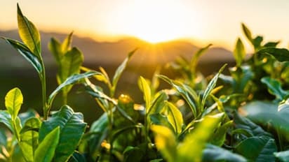 মহামারি কার্বন ডাই অক্সাইড কমালেও ১০০ বছরেও পুরণ হবে না ক্ষতি, জানাল রাষ্ট্র সংঘ