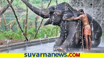 ಮೈಸೂರಿಗೆ ಇಂದು ನಾಗರಹೊಳೆಯಿಂದ ಗಜಪಯಣ