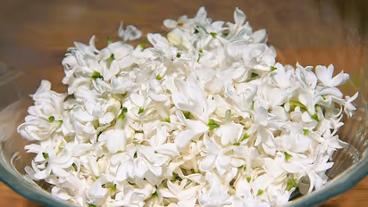 Garden food: 7 flowers you didn't know you can eat