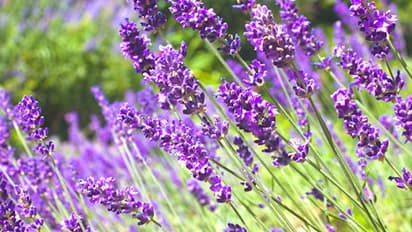 ত্বক ও চুলের যত্নে ব্যবহার করুন এই ৫টি ফুলের নির্যাস, জেনে নিন কোন উপায় মিলবে উপকার