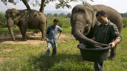 ಆನೆ ಲದ್ದಿ ಕಾಫೀ ಬಗ್ಗೆ ಕೇಳಿದ್ರಾ..? ಸಿಕ್ಕಾಪಟ್ಟೆ ಕಾಸ್ಟ್ಲಿಇದು