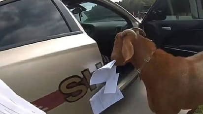 പൊലീസ് കാറിനുള്ളില് കയറിയ ആട് ഫയലുകള് അകത്താക്കി; വീഡിയോ വൈറല്