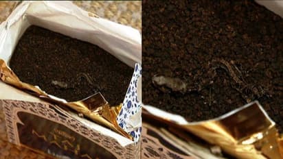 ചായപ്പൊടിയില് ചത്ത പല്ലി; ഭക്ഷ്യസുരക്ഷാ വിഭാഗത്തിന് പരാതി നല്കി കോണ്ഗ്രസ് നേതാവ്