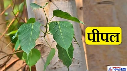 श्राद्ध पक्ष में पौधे लगाने से भी प्रसन्न होते हैं पितृ, जानिए कौन-कौन से पौधे लगाए जा सकते हैं