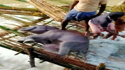 West Bengal: Carcass of elephant cub rescued by villagers from fishing net