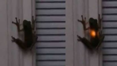 വയറ്റില്‍ ലൈറ്റ് കത്തുന്ന തവളയോ? അമ്പരന്ന് സൈബര്‍ ലോകം...