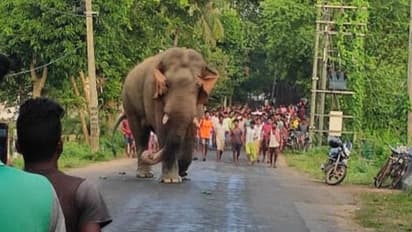 নদীতে মাছ ধরার ফাঁদে হস্তিশাবকের দেহ, চাঞ্চল্য গোয়ালতোড়ে