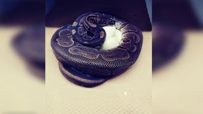 ಸಂಗಾತಿ ಇಲ್ಲದೆ ಮೊಟ್ಟೆ ಇಟ್ಟು ತಾಯಿಯಾಗಲಿರುವ  62 ನೇ ವಯಸ್ಸಿನ ಹೆಬ್ಬಾವು!