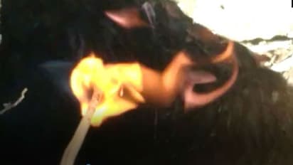 নলকূপের গর্তে টগবগ করে ফুটছে জল, পাঠকাঠি দিলেই জ্বলছে আগুন, বনগাঁয় রহস্য