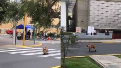 സ്കേറ്റ്ബോർഡിൽ റോഡിലൂടെ സഞ്ചരിക്കുന്ന നായ; വീഡിയോ കണ്ടത് ലക്ഷങ്ങള്...