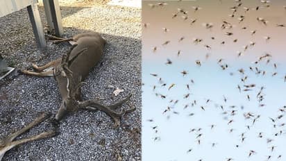 అమెరికాపై విరుచుకుపడిన దోమల దండు: జంతువుల రక్తం పీల్చేస్తూ బీభత్సం