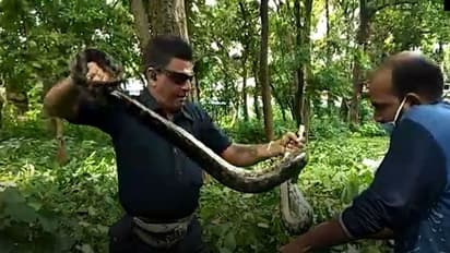 হাসপাতাল চত্বরে জঙ্গল থেকে উদ্ধার হল বিশালাকার পাইথন, দুর্গাপুরে সাপের আতঙ্ক