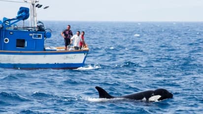 ബോട്ടുകൾ ആക്രമിച്ചു 'ഡോൾഫിൻ ഗുണ്ടകൾ', അമ്പരന്നു ശാസ്ത്രജ്ഞർ