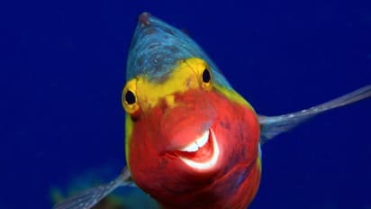 ഹായ് പറയുന്ന കരടിയൊക്കെയുണ്ട്; ചിരി പടര്ത്തി ഒരു ഫോട്ടോഗ്രാഫി മത്സരം- കാണാം ചിത്രങ്ങള്