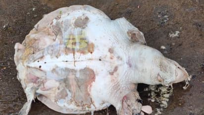 ಅಳಿವಿನಂಚಿನಲ್ಲಿರುವ ಫೆಸಿಫಿಕ್ ರಿಟ್ಲೆ ಪ್ರಬೇಧದ ಕಡಲಾಮೆ ಪತ್ತೆ