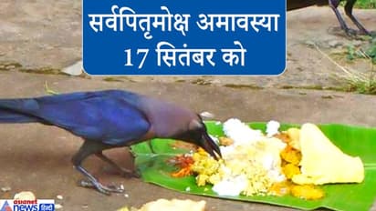 श्राद्ध में गाय, कौआ और कुत्ते को क्यों दिया जाता है भोजन? जानिए इस परंपरा से जुड़ी मान्यता