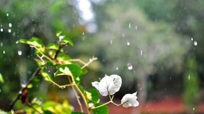 മഴക്കാലത്ത് ഇലകളില്‍ കാണപ്പെടുന്ന പുള്ളിക്കുത്തുകള്‍; അല്‍പം പരിചരണം  ഇലകള്‍ക്കും  നല്‍കാം