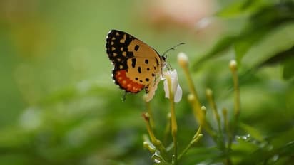 ಚಿಟ್ಟೆಗೂ  ‘ರಾಷ್ಟ್ರೀಯ’ ಮಾನ್ಯತೆ - ಏಳು ಚಿಟ್ಟೆಗಳು ಅಂತಿಮ ಸುತ್ತಿನಲ್ಲಿ