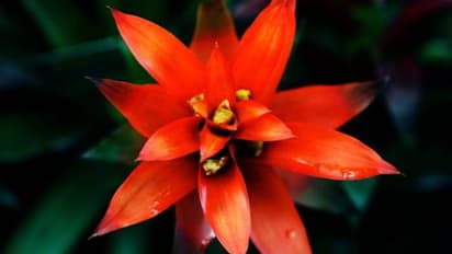 പൂന്തോട്ടത്തിലെ സുന്ദരി ഗുസ്മാനിയ; 120 വ്യത്യസ്ത ഇനങ്ങള് വരെ