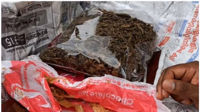 NCB drug chase: Syndicate of Udupi students busted; Rs 10 lakh worth contraband seized