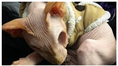 নেই চোখের মণি, লোমহীন দেহ নিয়েই সোশ্যাল মিডিয়া কাঁপাচ্ছে অদ্ভুত দর্শন এই বাঘের মাসি