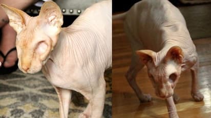 രോമങ്ങളില്ല, രണ്ട് കണ്ണുകളുമില്ല; വ്യത്യസ്തനായ ഒരു പൂച്ച!