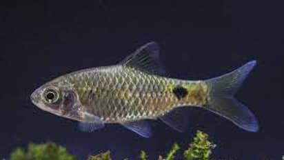 പരല്‍ മീനിന് സംരക്ഷണമൊരുക്കാന്‍ അടിമുടി മാറാനൊരുങ്ങി പൂക്കോട് തടാകം