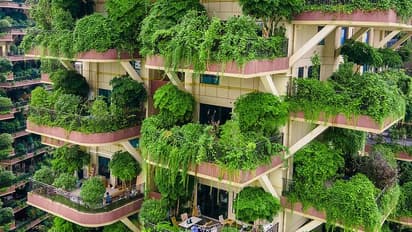 വെറൈറ്റിക്കുവേണ്ടി ബാല്ക്കണി നിറയെ ചെടികള്, കൊതുകിനെ ഭയന്ന് താമസം മാറാതെ കുടുംബങ്ങള്; ചിത്രങ്ങള്