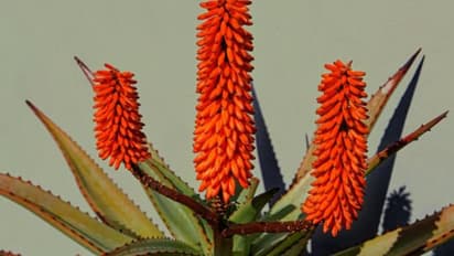 കറ്റാര്‍വാഴയിലുമുണ്ട് അപൂര്‍വമായി മാത്രം കാണുന്ന ഇനങ്ങള്‍