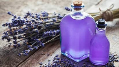 ലാവണ്ടർ ഓയിൽ ഉപയോഗിക്കാറുണ്ടോ? അറിയാം ഈ അത്ഭുത ഗുണങ്ങള്...