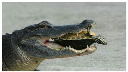 কেবল খরগোস নয়, কচ্ছপের কাছে এবার হার মানতে হল শক্তিধর কুমিরকেও, নেই দুনিয়ায় ঝড় তুলল ভাইরাল ভিডিও