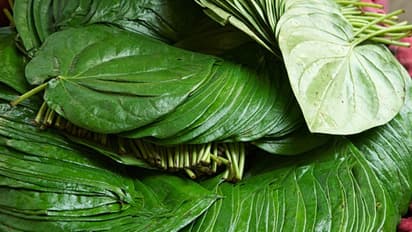 ದಿನಾ ವೀಳ್ಯದೆಲೆ ತಿಂದ್ರೆ ಕ್ಯಾನ್ಸರ್ ಬರೋ ಅಪಾಯ ಕಡಿಮೆ! ಡಯಾಬಿಟಿಸ್ ನಿಯಂತ್ರಣಕ್ಕೂ ಇದೇ ಮದ್ದು!