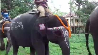 বিশ্বকর্মার পুজোর দিনে বঞ্চিত নয় বাহনরাও, ডুয়ার্সে হাতিদের আরাধনা স্থানীয়দের