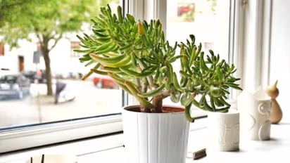 തണുപ്പുകാലത്തെ അതിജീവിക്കുന്ന ചെടികള്‍, ദിവസേന വെള്ളം നല്‍കിയില്ലെങ്കിലും പ്രശ്നമില്ല, വീട്ടിനകത്ത് വളര്‍ത്താം