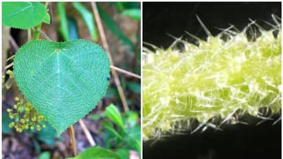 ഓസ്ട്രേലിയയിലെ ജിംപി ജിംപി ചെടി; കുത്തേറ്റാൽ തേൾവിഷത്തിന് സമാനമെന്ന് ഗവേഷകർ; ആത്മഹത്യാ ചെടിയെന്നും പേര്