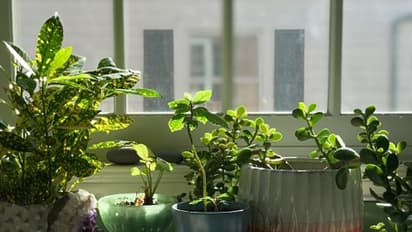 পুজোর আগে ঘর সাজান কম খরচে, ব্যবহার করুন এই গাছগুলি