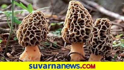 ಅಂತಿಂಥ ಅಣಬೆಯಲ್ಲಈ ಗುಚ್ಚಿ,ಬೆಲೆ ಕೇಳಿದ್ರೆ ತಲೆ ತಿರುಗುತ್ತೆ!