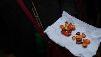 ജന്തുലോകത്തെ ഏറ്റവും പഴക്കമുള്ള ബീജം കണ്ടെത്തി ഗവേഷകര്...