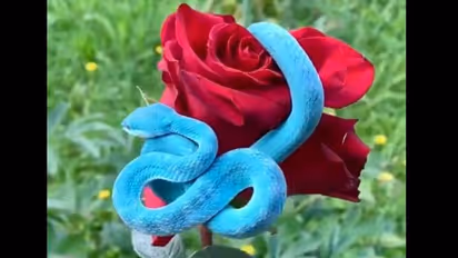 ভয়ঙ্কর নীল সাপে মগ্ন নেটিদুনিয়া, ভাইরাল এই ভিডিওর সঙ্গে রইল অনেক অজানা কথা