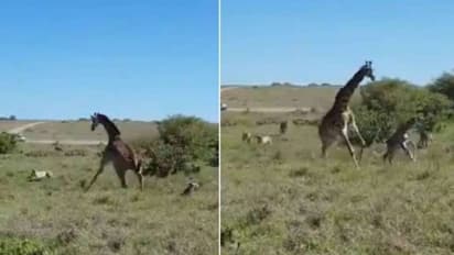 'അമ്മയുടെ കരുതൽ..'; ചീറ്റപ്പുലികളോട് പൊരുതി കുഞ്ഞിനെ സംരക്ഷിച്ച് ജിറാഫ്, വീഡിയോ വൈറല്