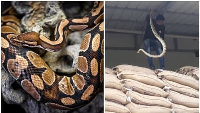 കാലടിയില് നിന്ന് മട്ട അരിയുമായെത്തിയ ലോറിയിലെ'ഭീകരനെ' കണ്ട് അമ്പരന്ന് നാട്ടുകാര്