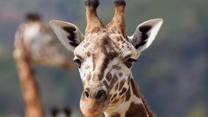 জিরাফ জলহস্তীর বন্ধুত্ব এবার ভাইরাল হলো নেট দুনিয়ায়