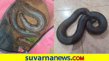 ಫಿಶ್ ಸ್ಟಾಲ್ನಲ್ಲಿ ಬಚ್ಚಿಟ್ಟಿದ್ದ ಎರಡು ತಲೆ ಹಾವಿನ ರಕ್ಷಣೆ
