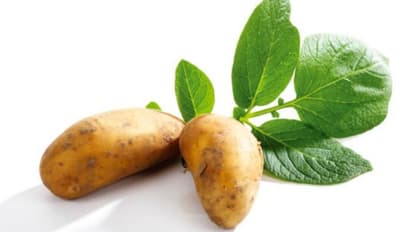 ഉരുളക്കിഴങ്ങ് ഇന്‍ഡോര്‍ പ്ലാന്റായി വളര്‍ത്താം