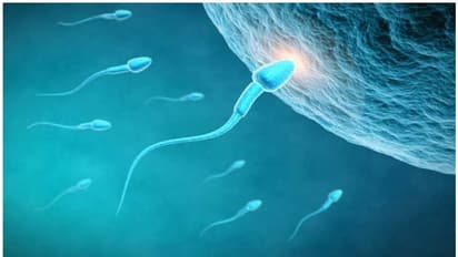 ബീജക്കുറവോ...? ഈ എട്ട് ഭക്ഷണങ്ങൾ ശീലമാക്കൂ...